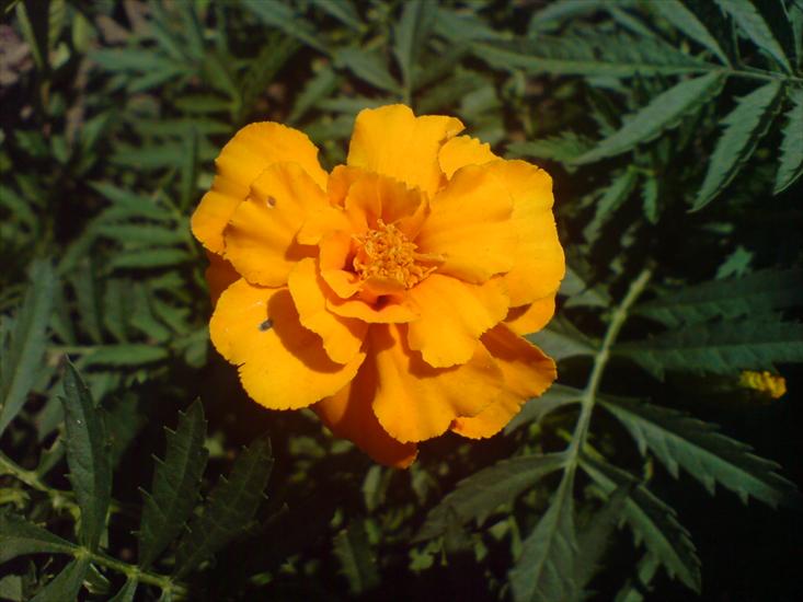 kwiaty - DSC02210.JPG