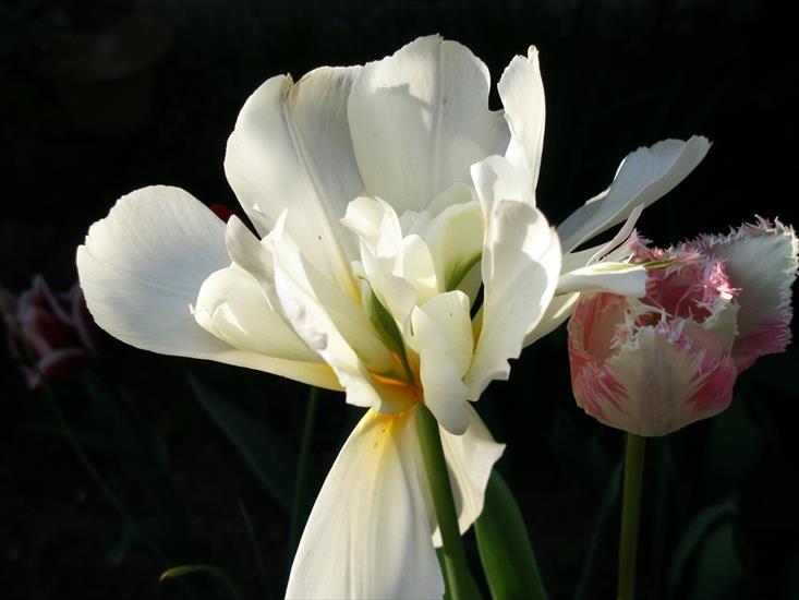 tulipany - P4210045.JPG
