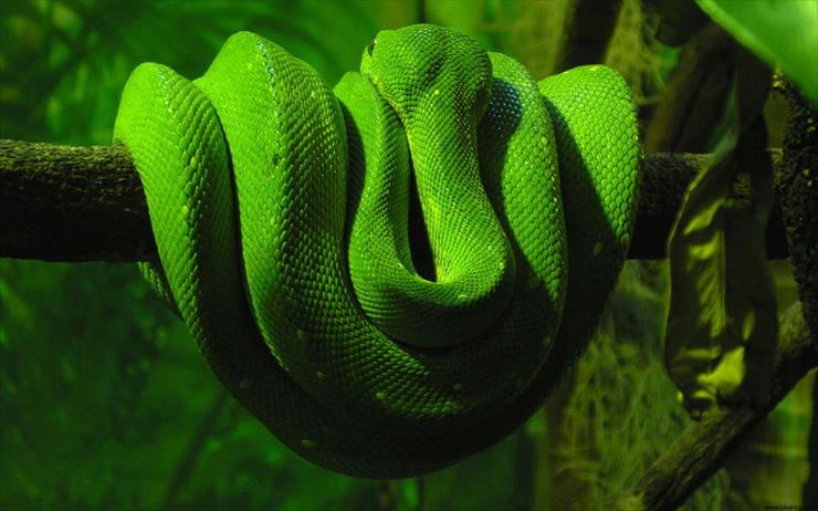 Zwierzęta - Tree_Snake_7225_1440_900.jpg