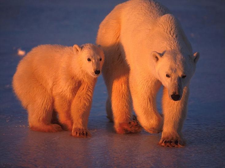Misie - Polarne, grizzly, inne - sunrise-on-mom-and-cub-1024x768.jpg