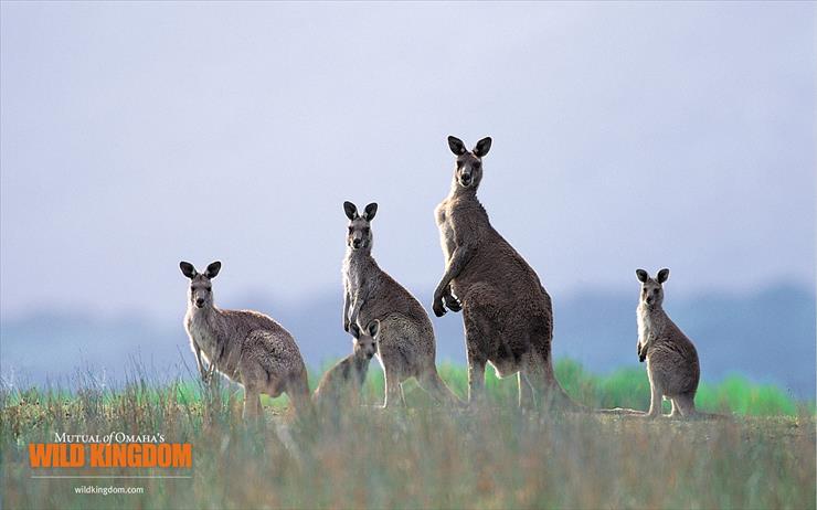 Wild Kingdom - kangaroos.jpg
