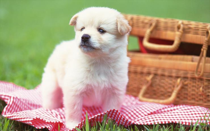 PSY - lovely_Puppy_wallpaper_da237072f_wallcoo.com.jpg