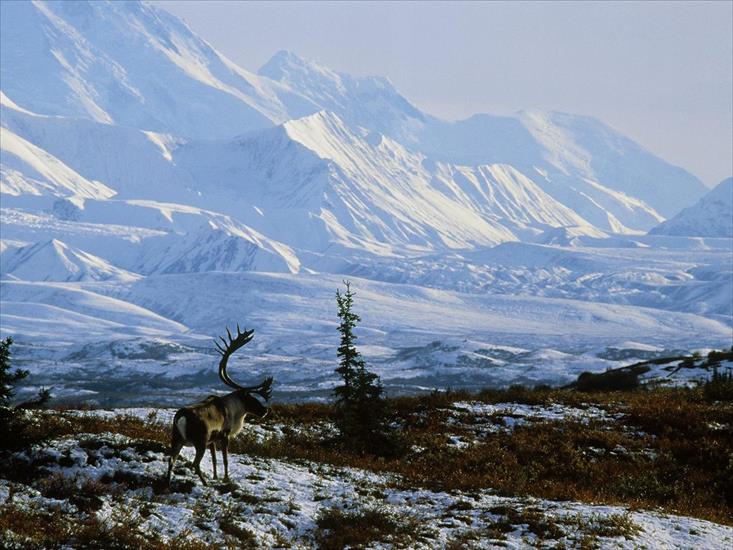 Tapety Widoki - Caribou Bull, Denali National Park, Alaska.jpg
