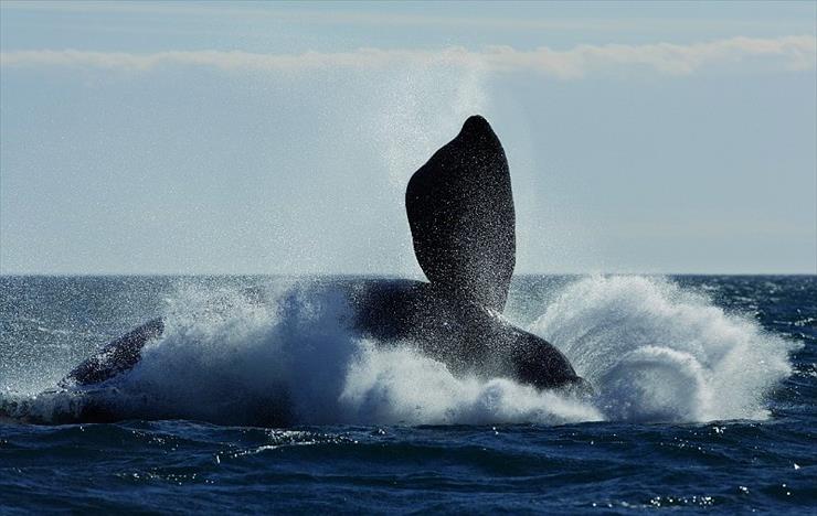 Magiczny świat - Wieloryby z Patagonii.jpg