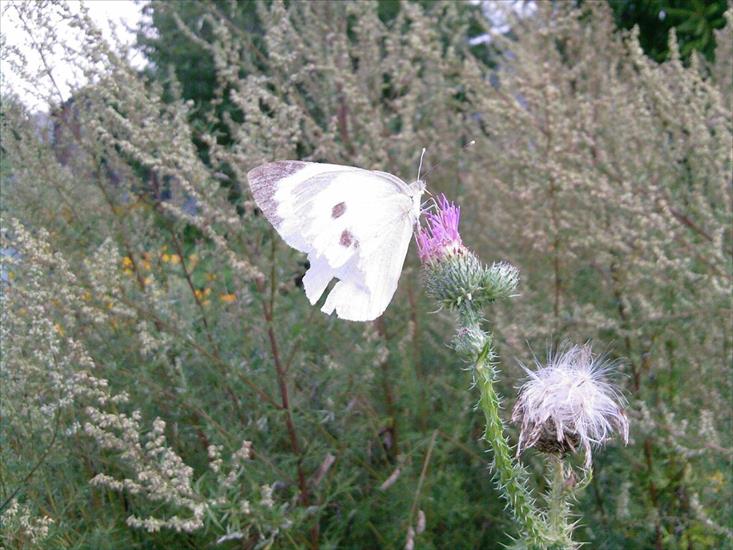 Motyle na kwiatach - m 87.jpg
