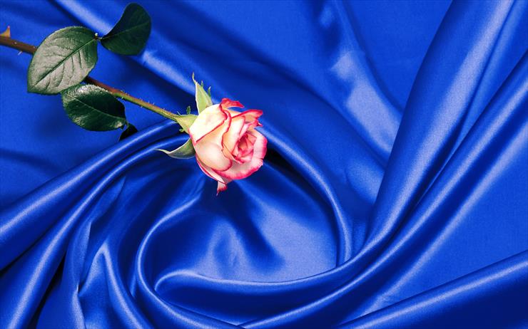 niebieskie - róża stylowa.jpg