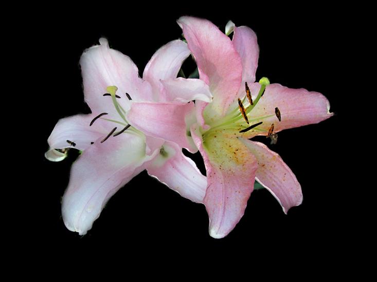 lilie - lilia rozowa 4_bb.png
