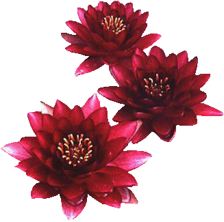 ___Kwiaty Ozdobniki___ - lotus-red-trio.gif