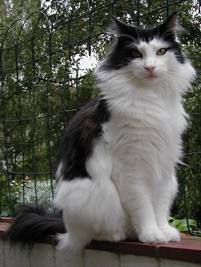 Norweskie - Norwegian_forest_cat.jpg