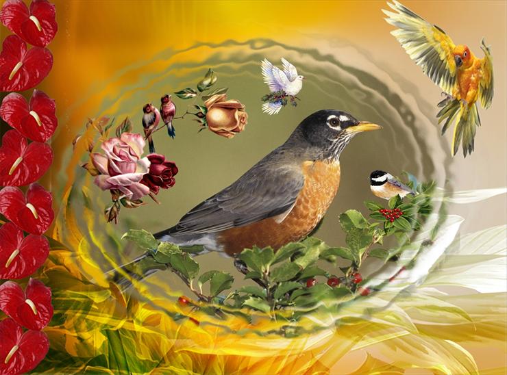 PTAKI - American Robin.jpg