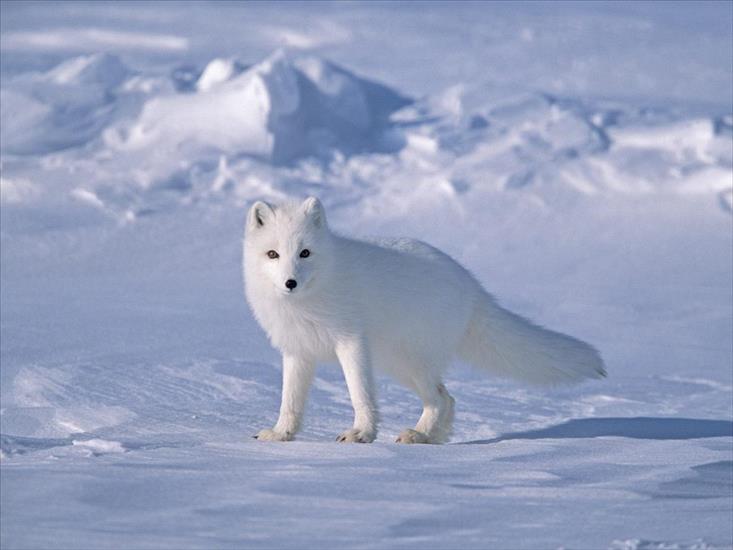 Zima - Arctic Fox on Sea Ice, North Slope Near Arctic Ocean, Alaska.jpg