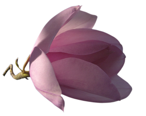 Magnolie - Kwiaty duże 5.png