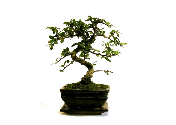 BONSAI - dd1ecdcd0016b7174b40c602.jpg