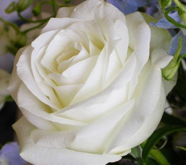 OTULONA-WIATREM - O-W róża biała wspaniała K.bmp