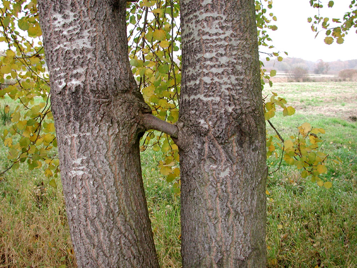 Ciekawe drzewa - 07Boberg-BaumSex.jpg