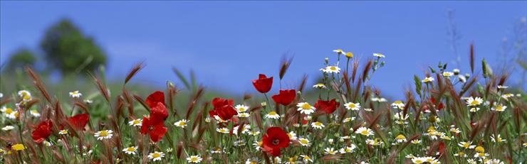 Kwiaty panoramicznie - 3.jpg