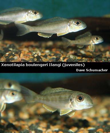 Ryby drapieżne i nie tylko - Xenotilapia Boulengeri Ilangi.jpg