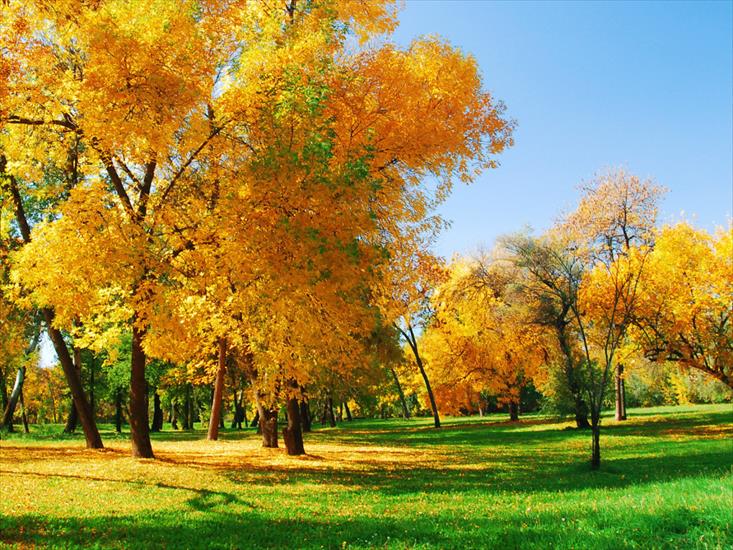 lasy i drzewa - Nature_Forest_Yellowing_trees_031538_.jpg