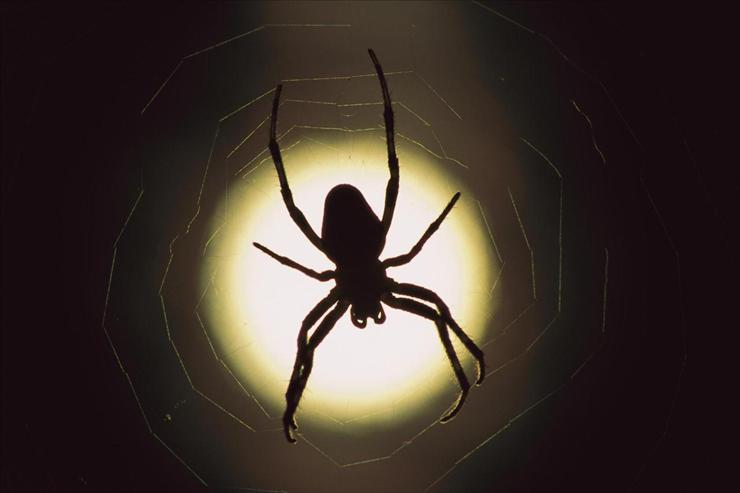 Webshots Collections - Garden Spider Silhouette  Koch - Minden.jpg