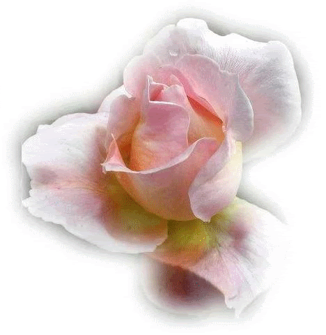 kwiaty - roseforfriend.gif