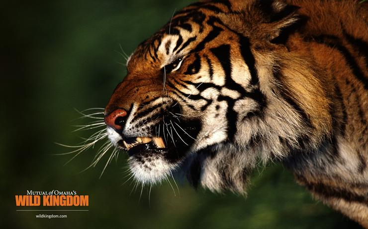 Wild Kingdom - tiger.jpg