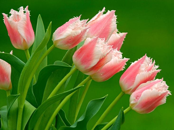 Kwiaty różne - Tulipan 35.jpg