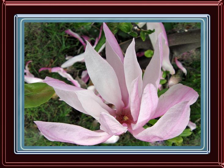 Kwiaty w oprawie - Magnolia 1R.jpg