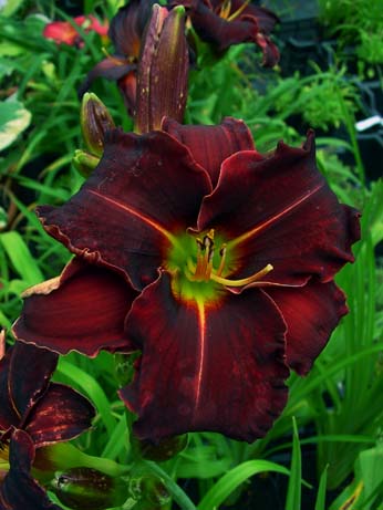 Hemerocallis liliowce - Heme_Ed_Murray.jpg