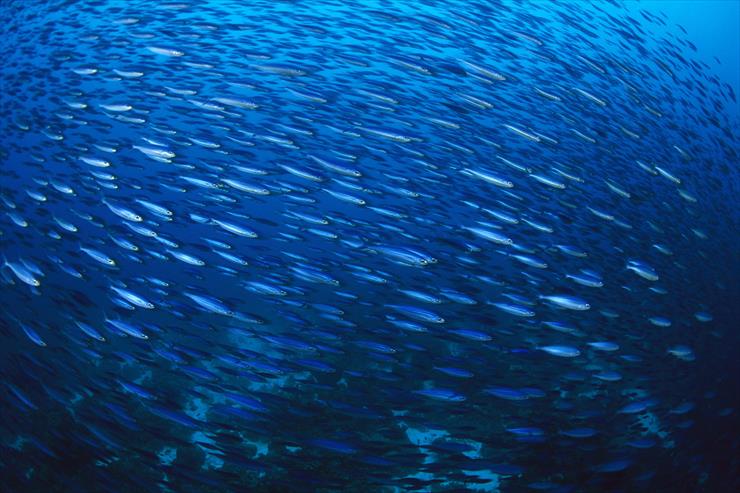 Ocean Life - 02 - School of Fish, Bonaire.jpg