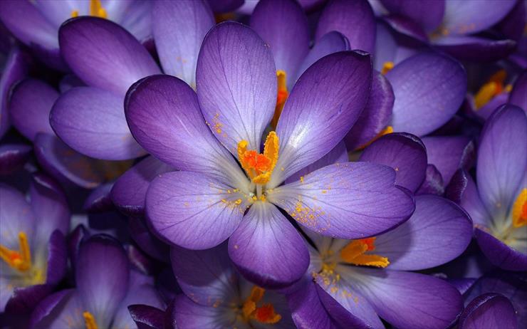 Tapety - purple flower.jpg