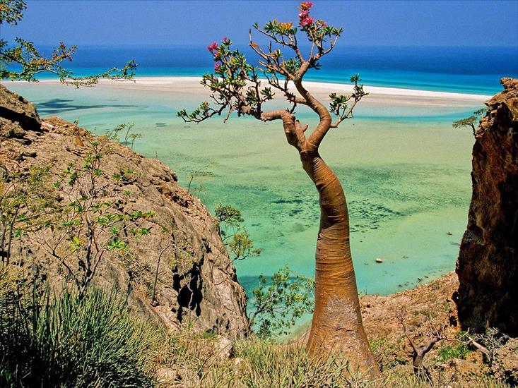 CIEKAWOSTKI, natura - Bottle Tree, Qalansia Beach and Lagoon, Socotra Island, Yemen.jpg