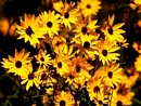 kwiaty - 3.jpg