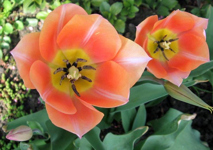 Kwiaty z mojej rabaty - Tulipan 12.jpg
