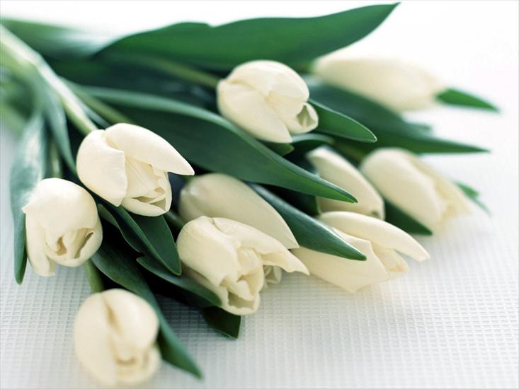 Kwiaty - kwiaty_9_tulipany.jpg