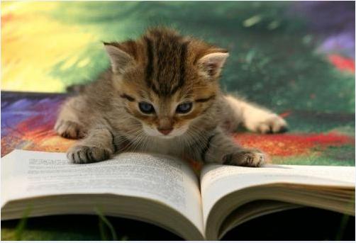 Książki - kocie czytanie.jpeg