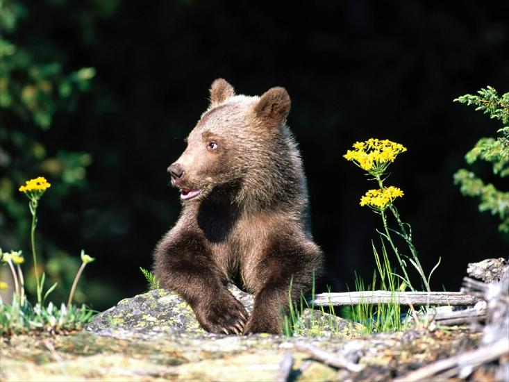 Misie - Polarne, grizzly, inne - Its_A_Hard_Life_Grizzly_Bear_Cub-1600x1200.jpg