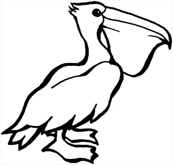 pelikan - pelikan - kolorowanka ptaki 15.gif