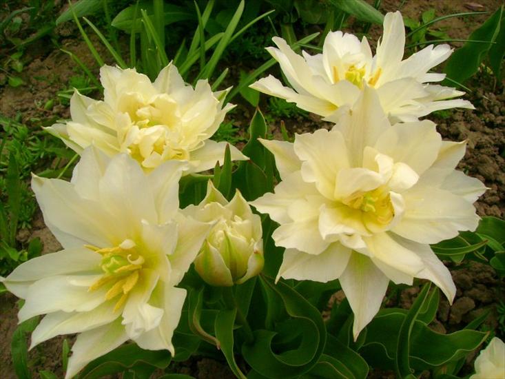 tulipany - gromadka_tulipankow.jpg