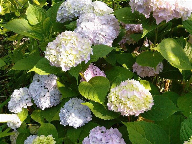 Kwiaty lato-jeśień - Hortensja.jpg