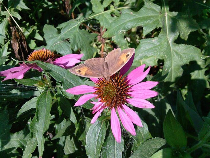 Motyle na kwiatach - M 51.jpg