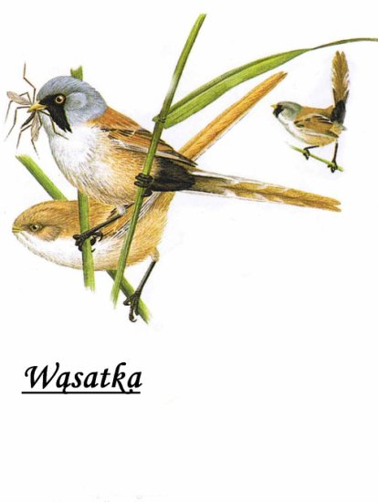 ptaki - Wąsatka b1.jpg