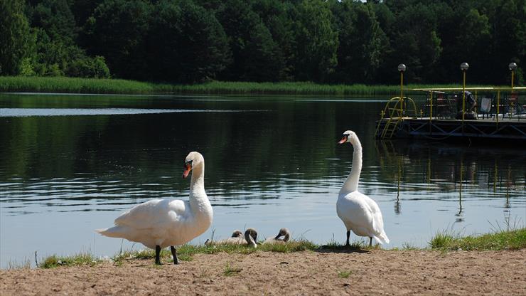 Łabędzia rodzinka-2013r - DSC_3633a.jpg