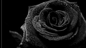 Róża Czarna - f4c4e44266f90e98b5640ca415e9668d,28,19,1-42-438-245-0.jpg