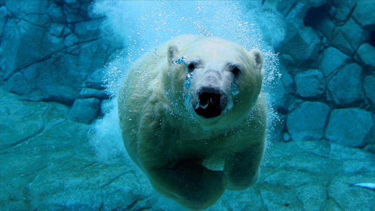 TAPETY HD - Swimming_Polar_Bear_1920x1080 HDTV 1080p.jpg