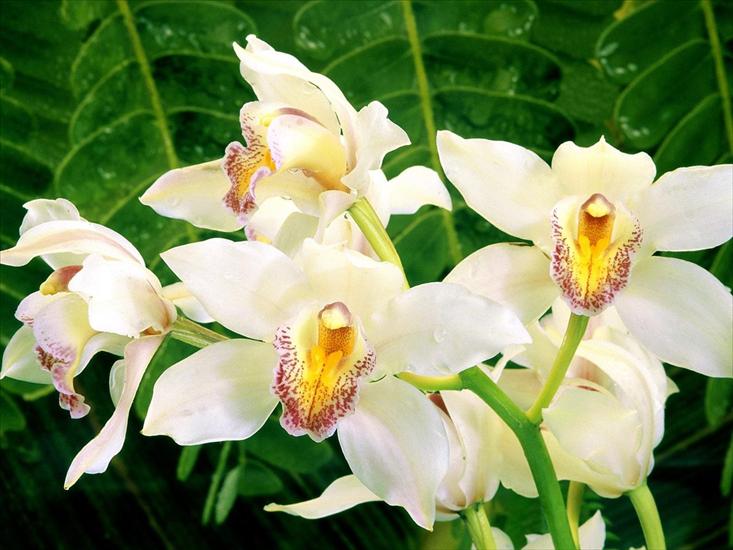 Storczyki - White Orchids.jpg