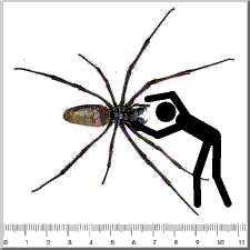 pająki i skorpiony - p2.gif