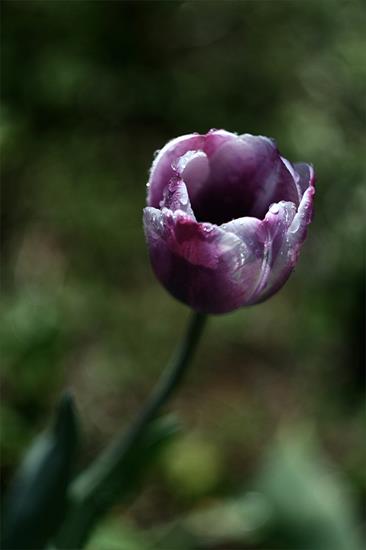 tulipany - anonimowe-5555-20090713194055.jpg