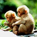 Zwierzaki - monkeys18211.jpg