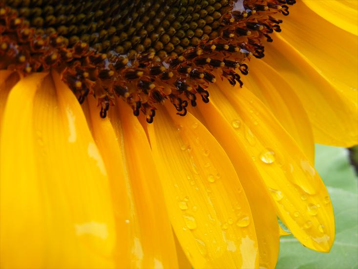 słonecznikowo - sunflower_after_rain.jpg