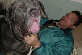 Największe psy świata - imgres 16.jpg